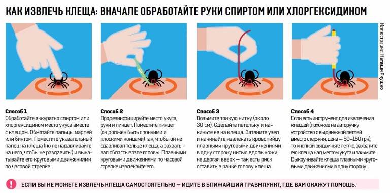 infograf kleshch